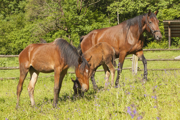 Salet, Center of Equestrian Selection, Sedico, Veneto. Maremmani horses grazing in the area of forestry center