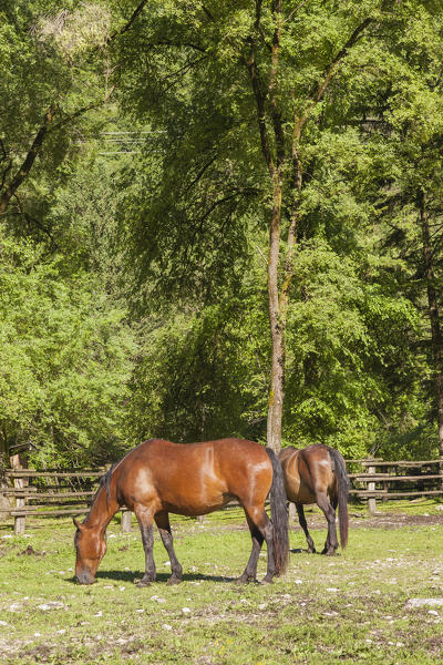 Salet, Center of Equestrian Selection, Sedico, Veneto. Maremmani horses grazing in the area of forestry center