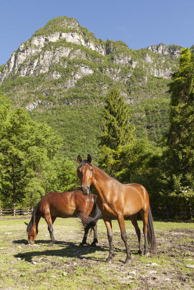 Sedico, Belluno, Veneto, Italy. Forestry center of Case Salet. Maremmani horses grazing.