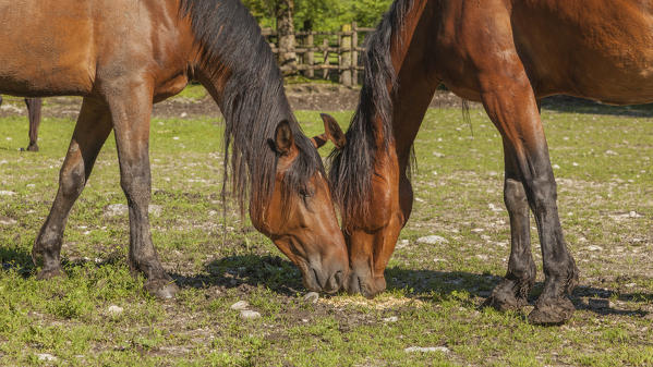 Salet, Center of Equestrian Selection, Sedico, Veneto. Maremmani horses grazing in the area of forestry center
