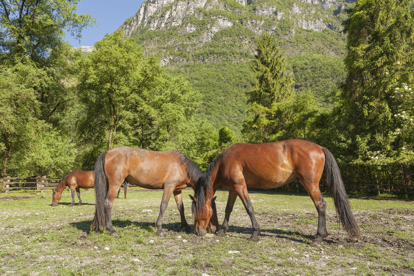 Salet, Center of Equestrian Selection, Sedico, Veneto. Maremmani horses grazing in the area of forestry center