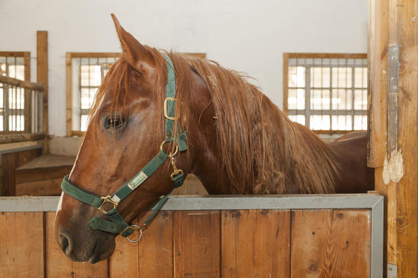 Salet, Center of Equestrian Selection, Sedico, Veneto. Maremmano horse in the box