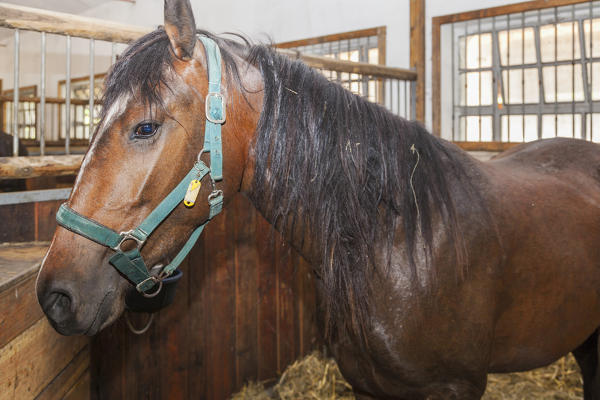 Salet, Center of Equestrian Selection, Sedico, Veneto. Maremmano horse in the box