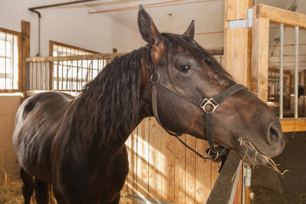 Salet, Center of Equestrian Selection, Sedico, Veneto. Maremmano horse in the box