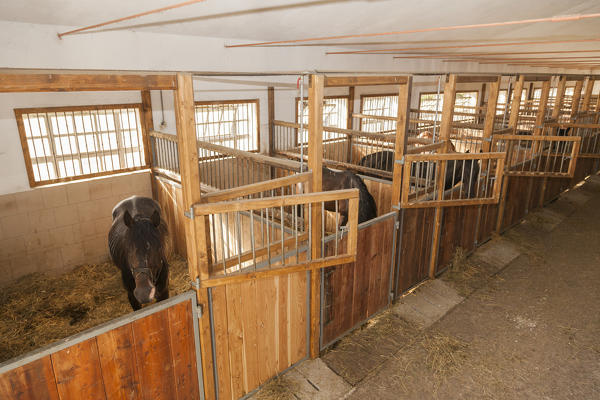 Salet, Center of Equestrian Selection, Sedico, Veneto. Maremmano horse in the box