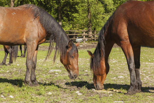 Salet, Center of Equestrian Selection, Sedico, Veneto. Maremmani horses grazing in the area of forestry center