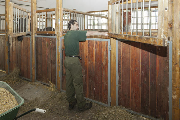 Salet, Center of Equestrian Selection, Sedico, Veneto. Stable boy distributing the feed in the feeders