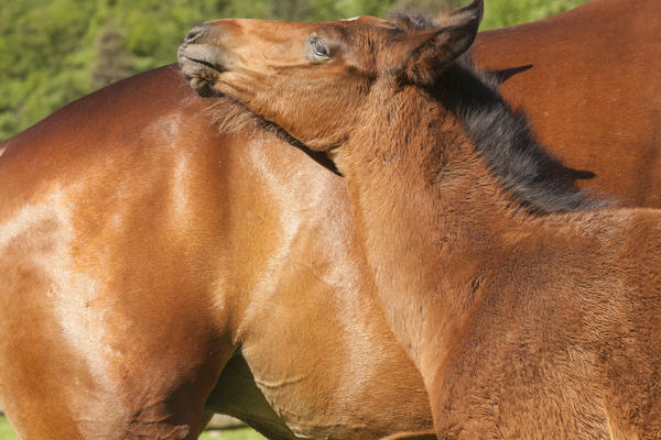Salet, Center of Equestrian Selection, Sedico, Veneto. Horse broodmare and foal grazing