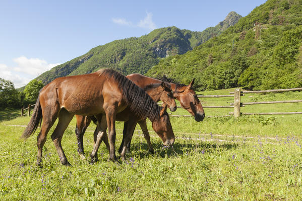 Salet, Center of Equestrian Selection, Sedico, Veneto. Maremmani horses grazing in the area of forestry center