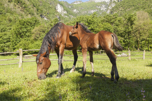 Salet, Center of Equestrian Selection, Sedico, Veneto. Horse broodmare and foal grazing