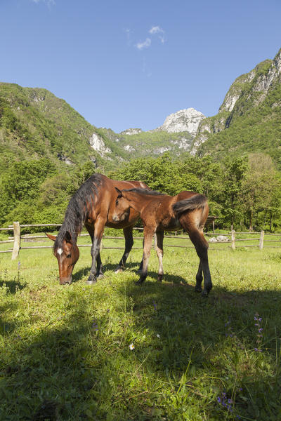 Salet, Center of Equestrian Selection, Sedico, Veneto. Horse broodmare and foal grazing