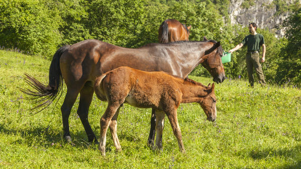 Salet, Center of Equestrian Selection, Sedico, Veneto. Maremmani horses grazing in the area of forestry center