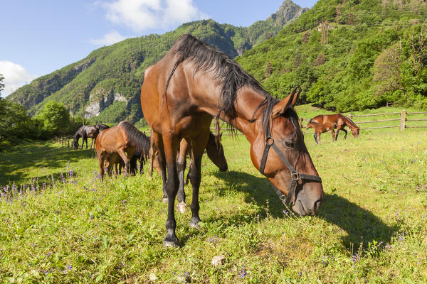 Salet, Center of Equestrian Selection, Sedico, Veneto. Maremmani horses grazing in the area of forestry center