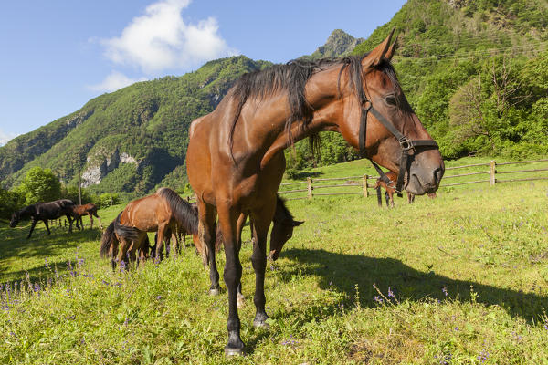 Salet, Center of Equestrian Selection, Sedico, Veneto. Maremmani horses grazing in the area of forestry center