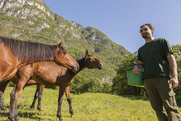 Sedico, Belluno, Veneto, Italy. Forestry center of Case Salet. Man gives the feed to some horses.