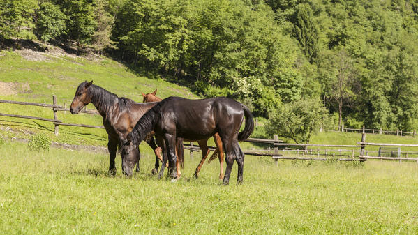 Sedico, Belluno, Veneto, Italy. Forestry center of Case Salet. Maremmani horses grazing.