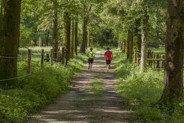 Sedico, Belluno, Veneto, Italy.
Couple of people running along the tree-lined street.