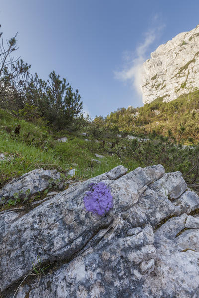 europe, North Italy, Veneto, Belluno, Monti del Sole, Dolomites. Trail sign marking with the color of the Belluno Dolomites National Park
