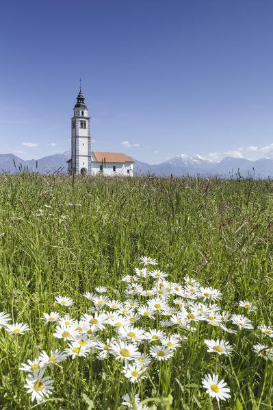 Europe, Slovenia, Upper Carniola, Kranj. The Church of Saint Ursula in the middle of the fields of Sorsko Polje, just outside of the village of Srednje Bitnje