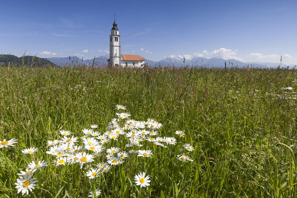 Europe, Slovenia, Upper Carniola, Kranj. The Church of Saint Ursula in the middle of the fields of Sorsko Polje, just outside of the village of Srednje Bitnje