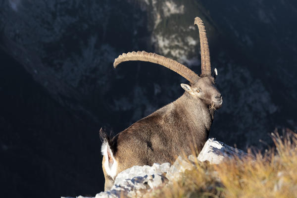 Europe, Italy, Veneto, Cadore, Auronzo. Alpine ibex (Capra ibex)