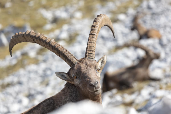 Europe, Italy, Veneto, Cadore, Auronzo. Alpine ibex (Capra ibex)