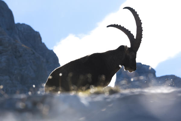 Europe, Italy, Veneto, Cadore, Auronzo. Alpine ibex (Capra ibex)