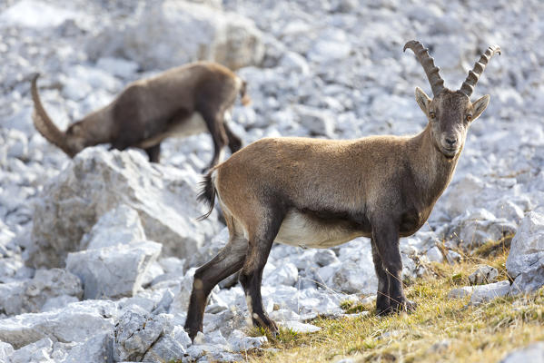 Europe, Italy, Veneto, Cadore, Auronzo. Alpine ibex (Capra ibex)