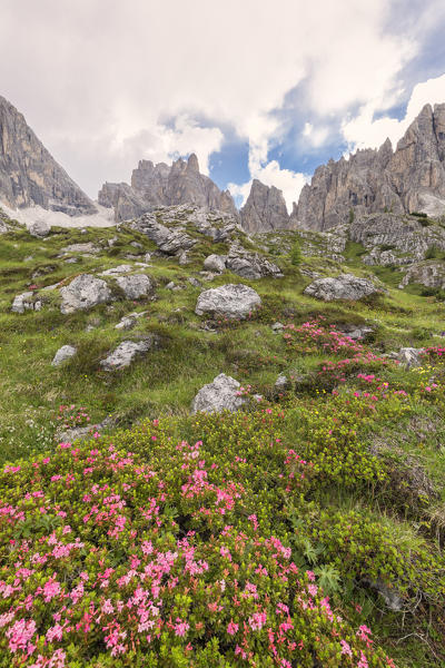 Veneto, Belluno, Comelico Superore. Rhododendron flowers in mountain scenary, Vallon di Popera, Sexten Dolomites