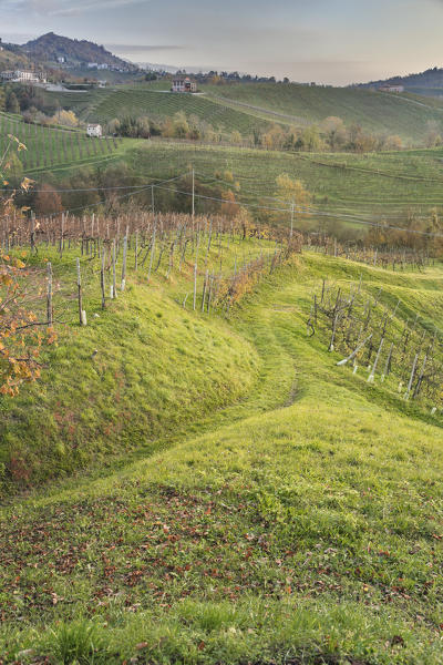 Vineyards in autumn near Rolle, Cison di Valmarino, Treviso, Veneto, Italy