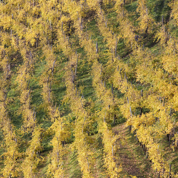 vineyards of prosecco wine in autumn, road of wine, valdobbiadene, treviso, veneto, italy