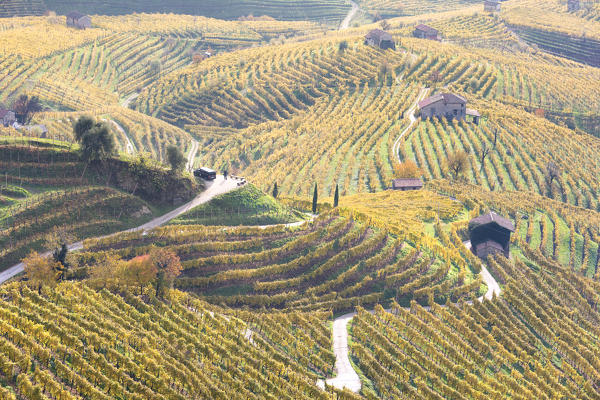 Vineyards of Prosecco wine in autumn, Valdobbiadene area, Treviso, Veneto, Italy