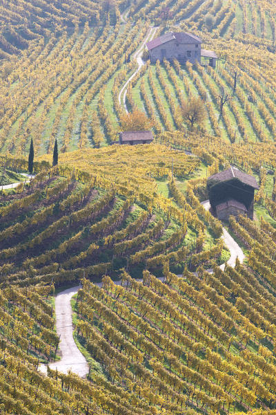 Vineyards of Prosecco wine in autumn, Valdobbiadene area, Treviso, Veneto, Italy
