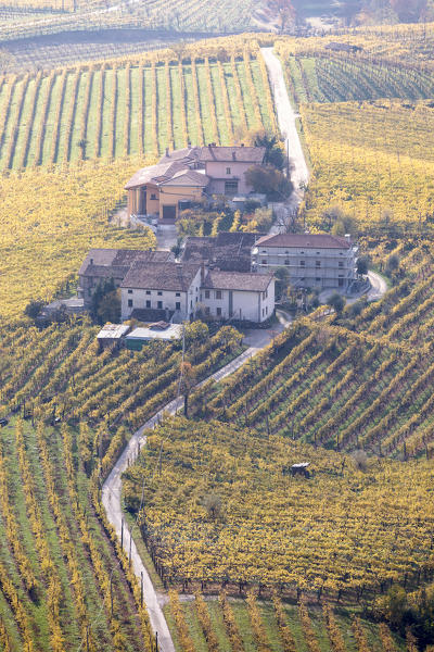 Vineyards of Prosecco wine in autumn, Valdobbiadene area, Treviso, Veneto, Italy