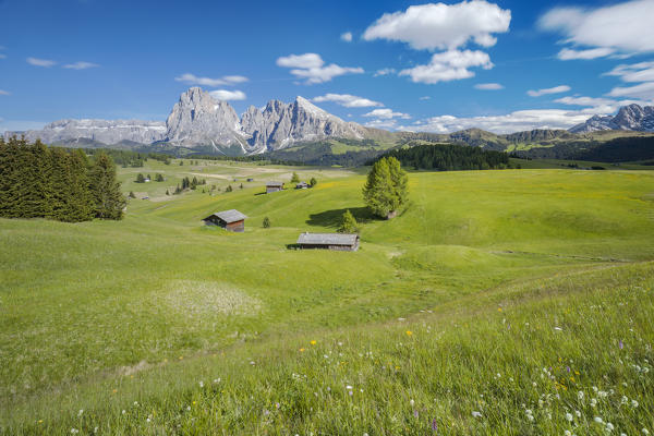 Alpine landscape of the Seiser Alm/Alpe di Siusi with with the Sella, Sassolungo/Langkofel and the Sassopiatto/Plattkofel in the background, Dolomites, South Tyrol, Italy