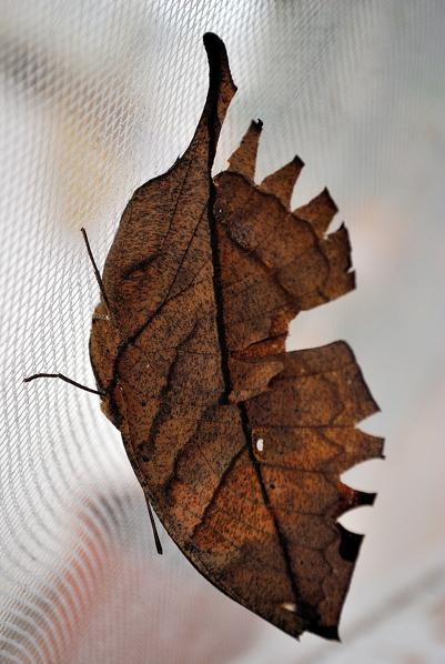 butterfly, Uropyia meticulodina, camouflaged in the form of dry leaf. Florence , Italy 