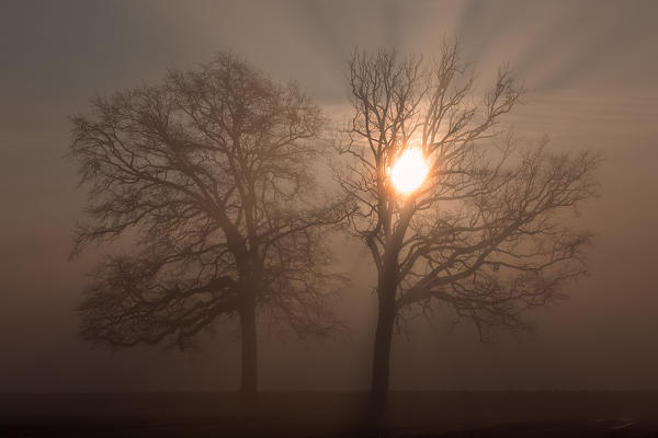 Plain Piedmont, Piedmont,Turin, Italy. Sunrise trees in the mist 