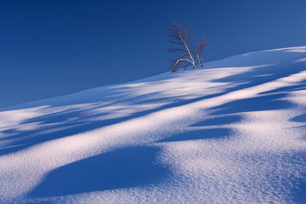 Pellice Valley, Piedmont,Turin,Italy. Birch trapped in the snow