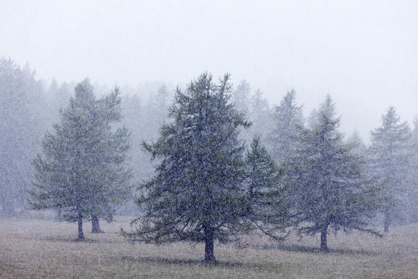 Orsiera Rocciavre Park, Chisone Valley, Piedmont, Italy. First autumnal's snow on a larches woods