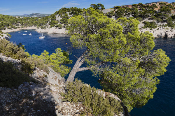 Marseille, Cassis, Provence, France, Europe. Landscapes of the Calanques,Calanque de Port-Pin 