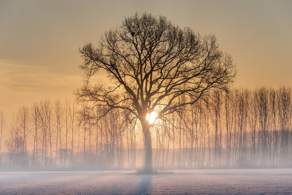 Turin province, Piedmont,Italy, Europe. Magic winter sunrise in the Piedmont plain