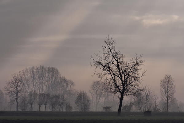 Plain Piedmont, Piedmont,Turin, Italy. Sunrise trees in the mist 