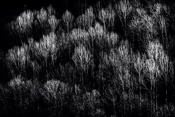 Orsiera Rocciavre Park, Chisone Valley, Piedmont, Italy. Skeletons trees in the woods