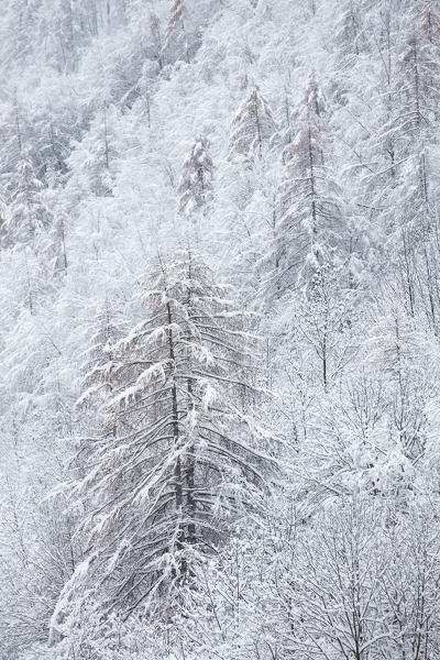 Orsiera Rocciavre Park, Chisone Valley, Piedmont, Italy. Snowfall autumn