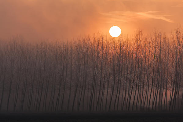 Plain Piedmont, Piedmont,Turin, Italy. Sunrise trees in the mist 