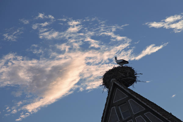 Strasbourg, Alsace, France. Storks nest