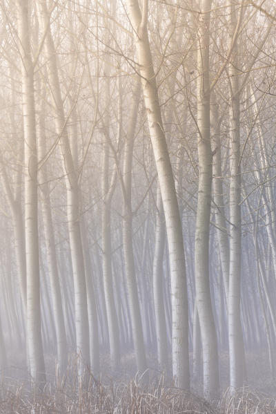 Plain Piedmont, Piedmont, Turin, Italy. Sunrise trees in the mist