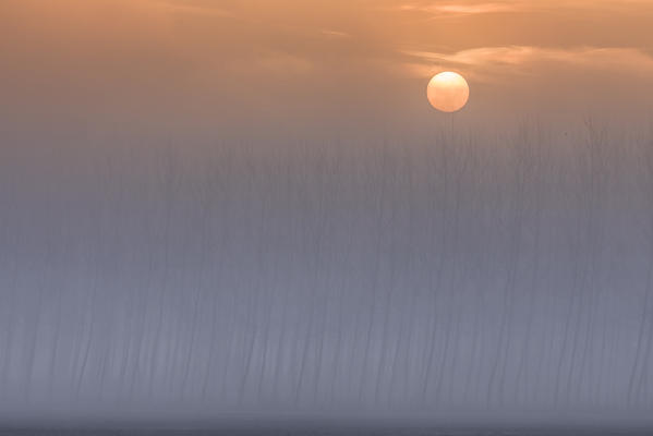 Plain Piedmont, Piedmont,Turin, Italy. Sunrise trees in the mist
