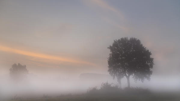 Plain Piedmont, Piedmont,Turin, Italy. Sunrise trees in the mist