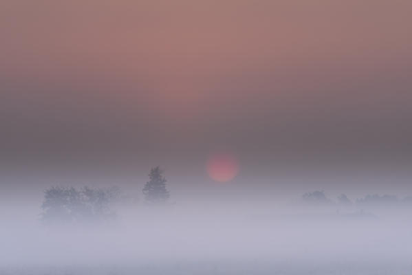 Plain Piedmont, Piedmont,Turin, Italy. Sunrise trees in the mist